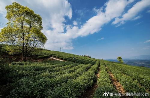 重庆茶园最新动态及其对一个观点的影响分析