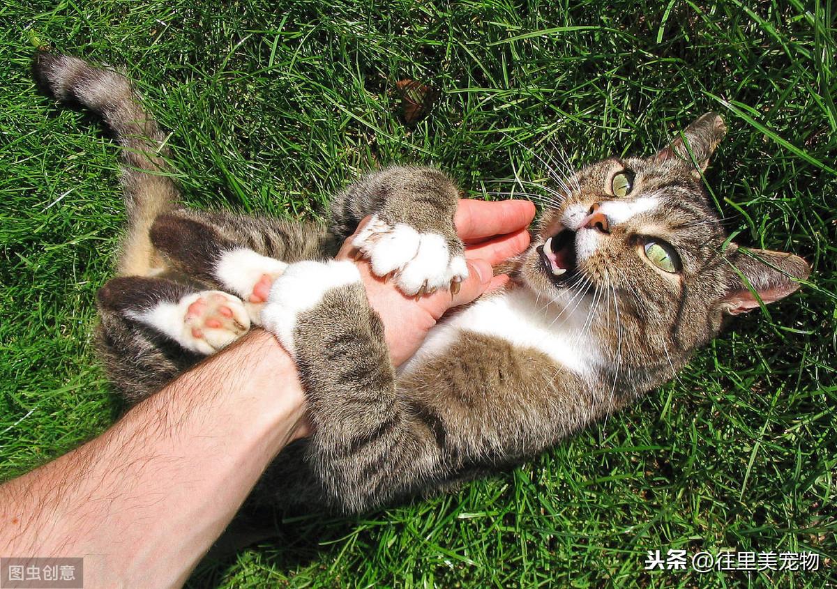 猫咪最新下载地址揭秘,一段温馨的寻猫之旅