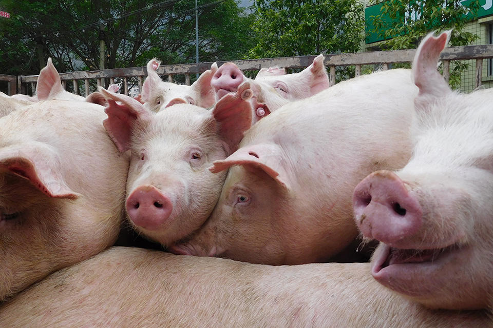 猪流感最新动态,变化带来自信与成就,励志前行之路