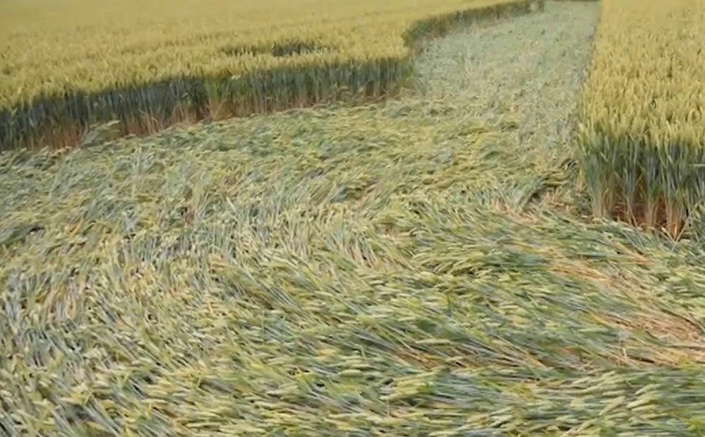 最新麦田怪圈,探寻自然美景,寻觅内心宁静与平和的旅程