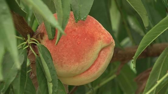 一颗桃子的励志之旅,最新桃价格与成长之路的启示