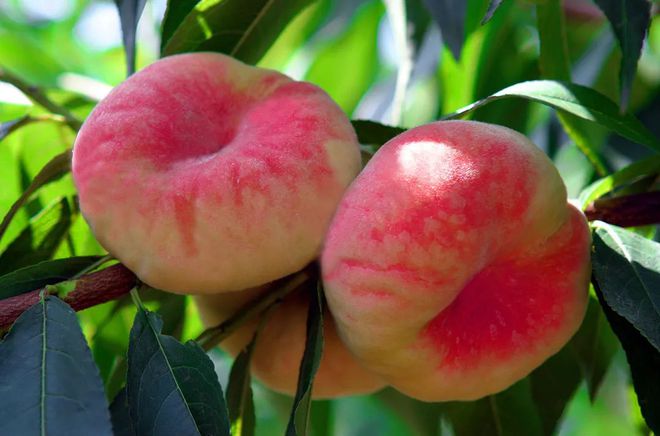 一颗桃子的励志之旅,最新桃价格与成长之路的启示