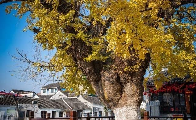 最新号段探秘,小巷深处的独特风味之旅