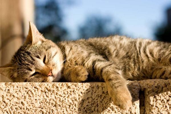 最新迷失版本,温馨的迷失与重逢之旅