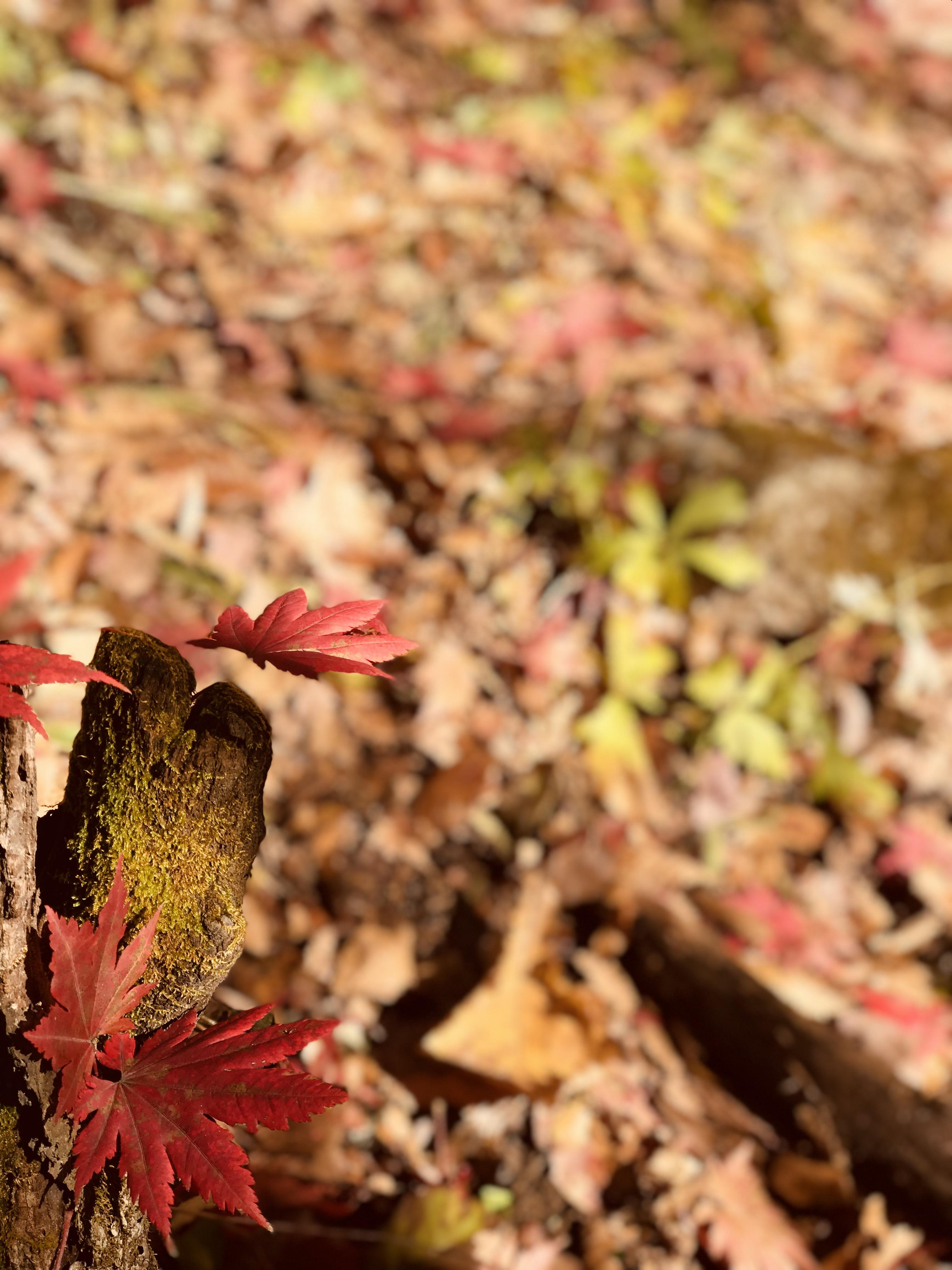 最新存款利息表与大自然美景的心灵之旅探索