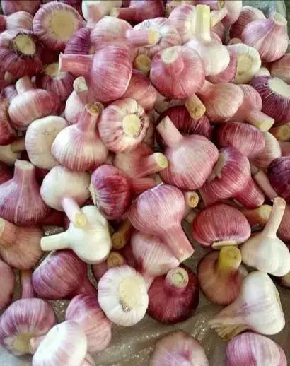 今日大蒜行情更新🌱实时价格动态