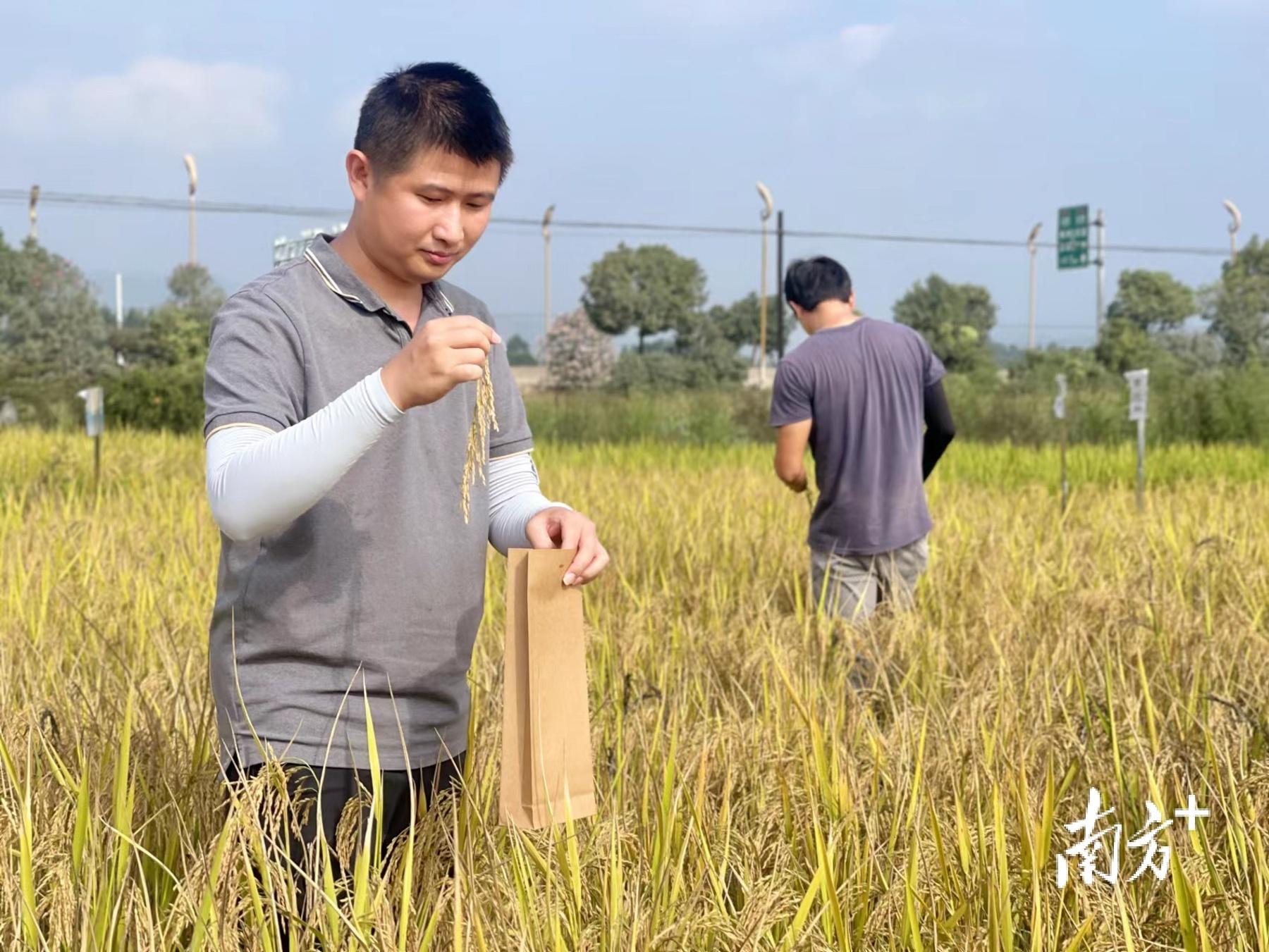 博罗背景、重大事件及地位深度解析,最新博罗概览