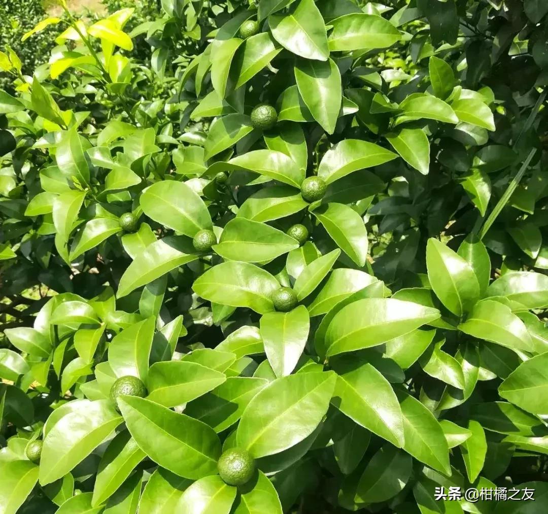 沙糖桔最新动态与资讯🍊