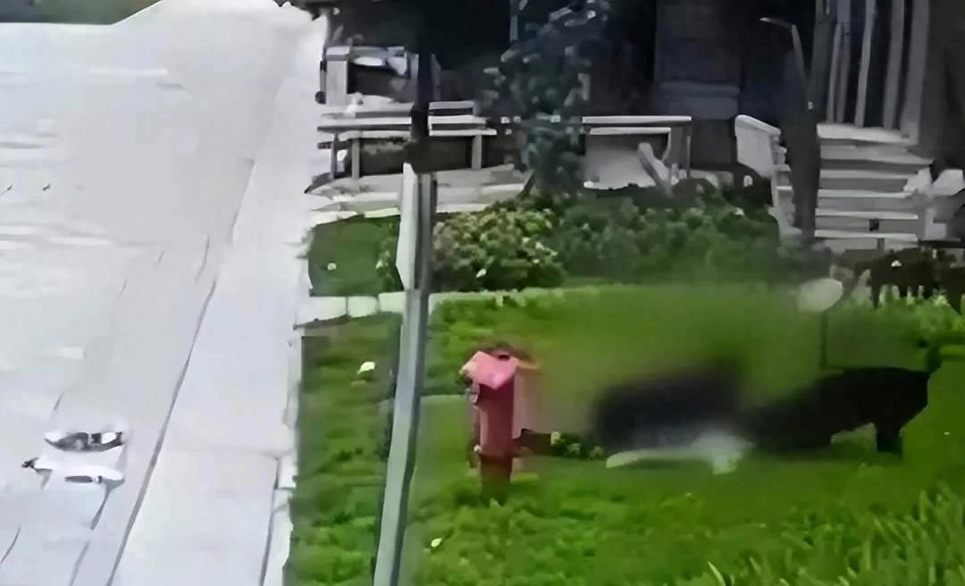 最新狗咬人视频事件,深度分析与观点阐述