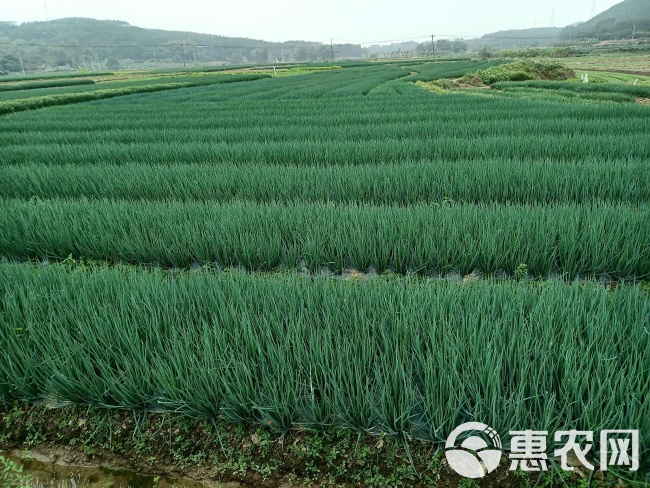 香葱价格最新行情揭秘,一场绿色之旅探寻内心平静之路