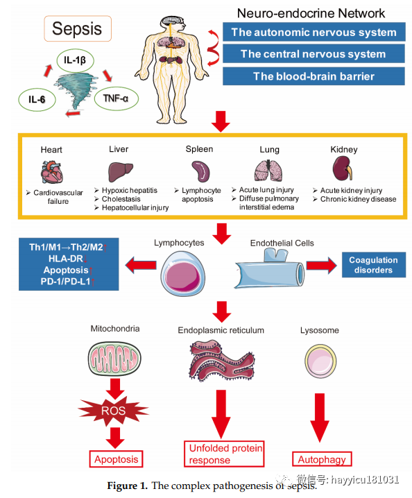 脓毒症最新指南,理解与预防治疗的进阶之路