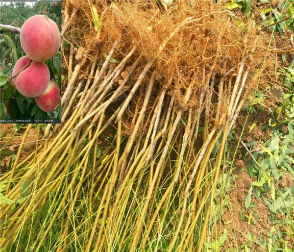 科技重塑果园,最新桃树品种体验未来桃韵之美