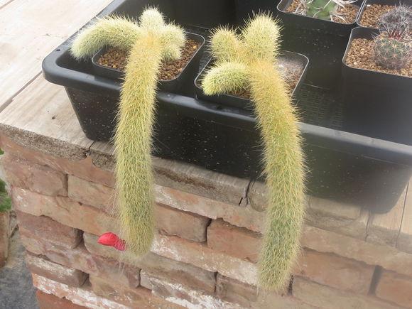 时尚新宠,狐狸皮风潮的魅力展现!