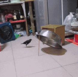 科技引领财富新时代,最新致富机器助你走向致富之路